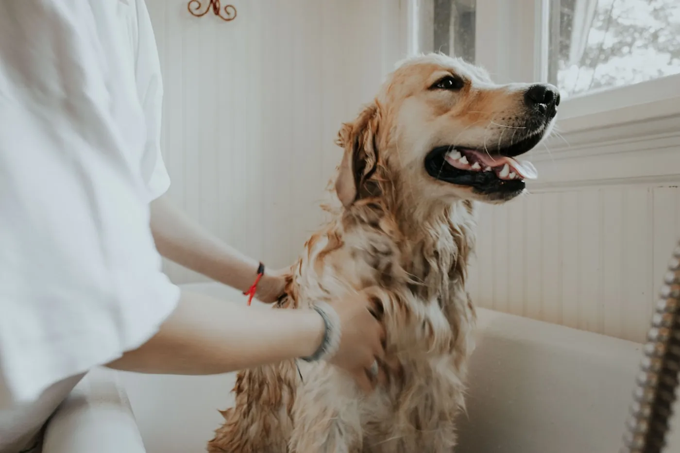 犬に優しく触れるグルーミングの手元