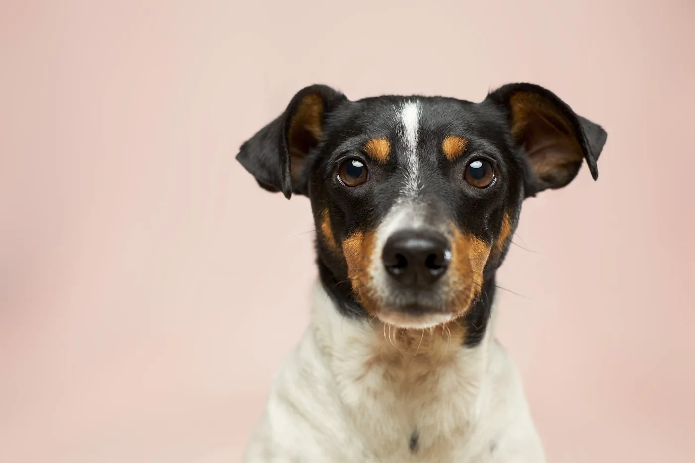 穏やかな表情でこちらを見る犬