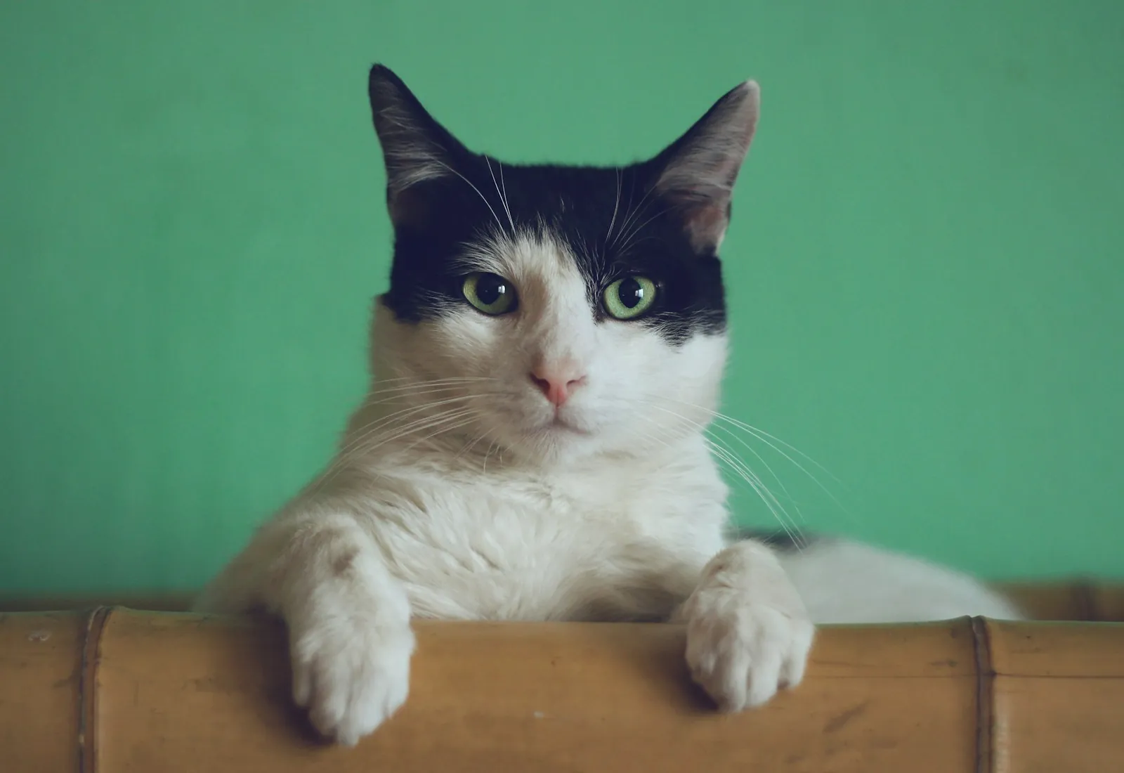 静かに見つめる茶トラ猫