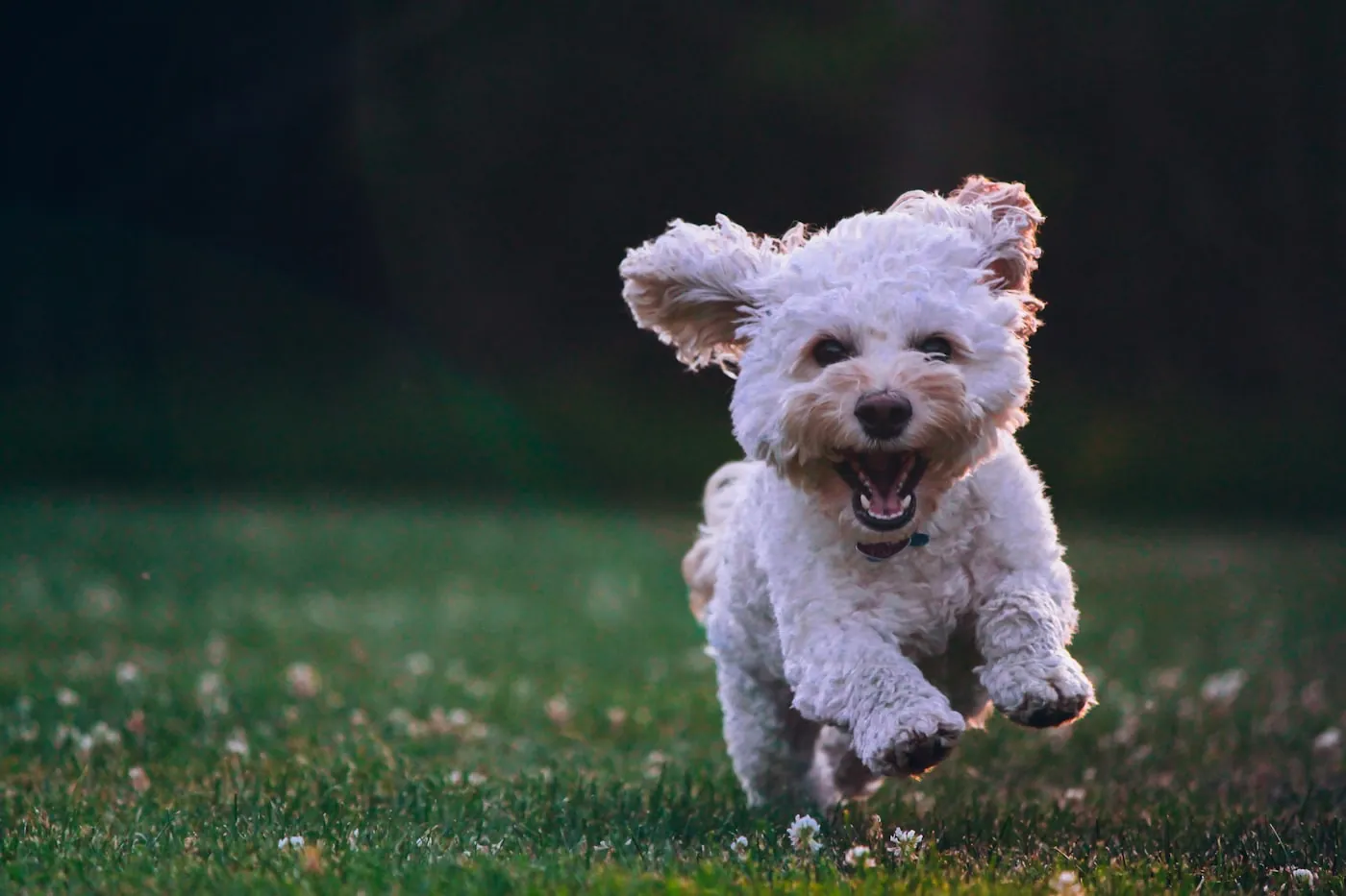 芝生の上を走る子犬
