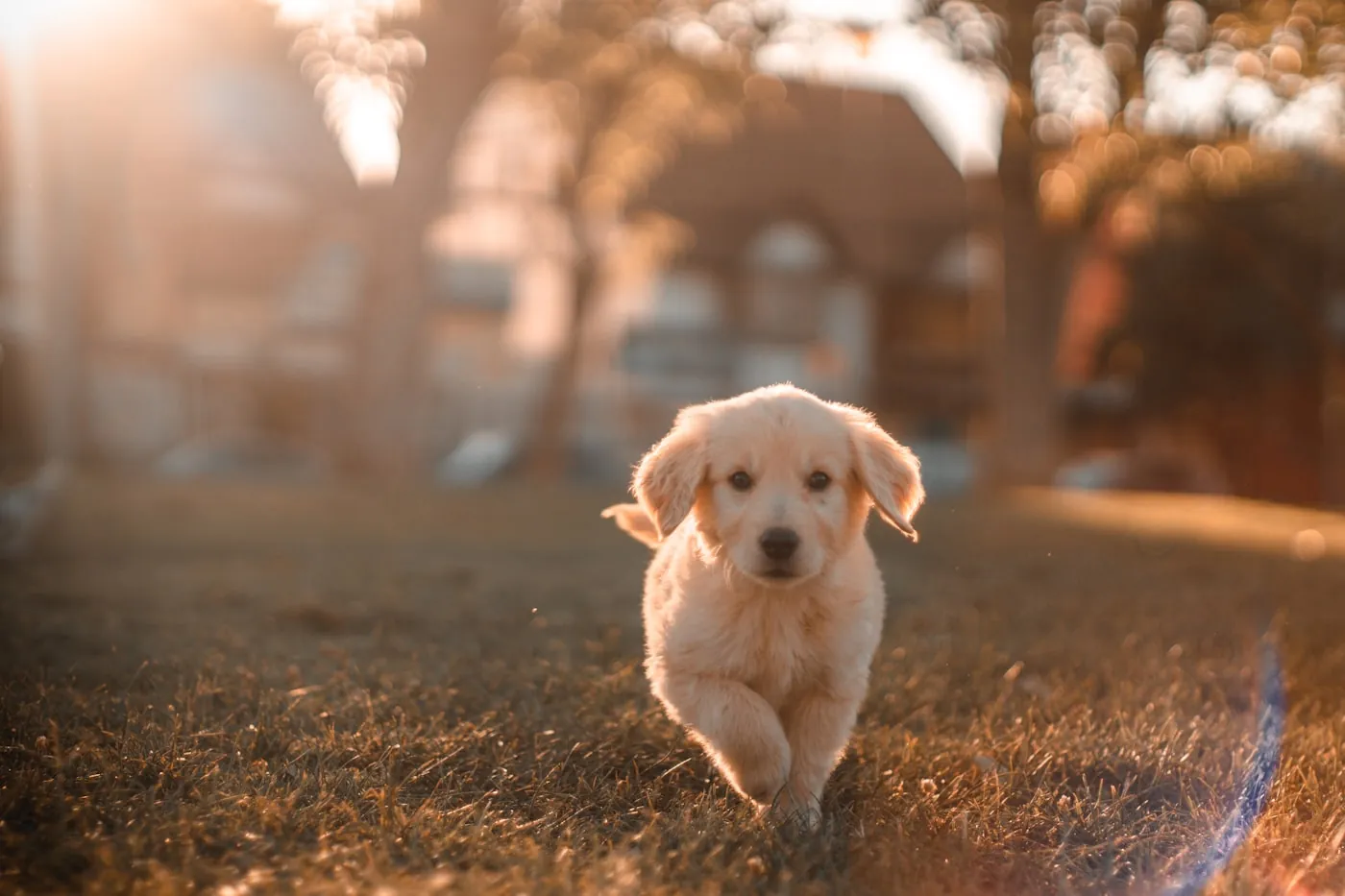 夜に休息する犬